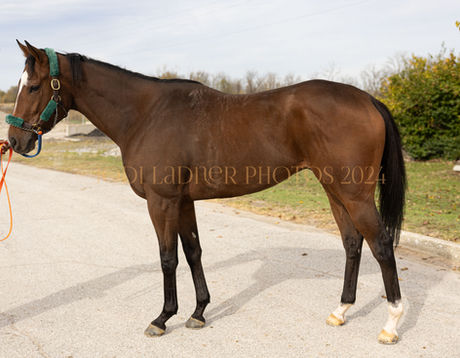 ADOPTED - OUT WORK'M - 16.1 hand beautiful KY bred boy