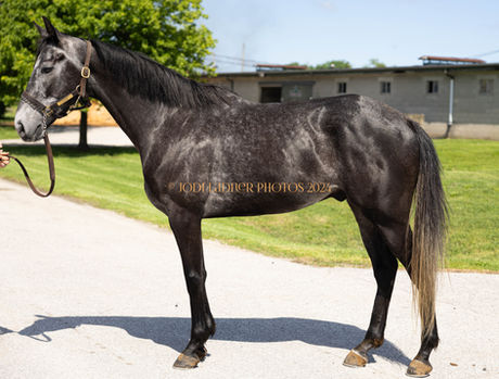 SOLD - VALIENTE CLAYMORE - Striking Dark Grey Gelding (Macho Uno)