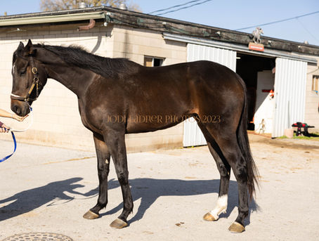 SOLD- GOVERNOR ATTACK- Tall Dark Bay Gelding