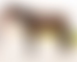 SOLD! - Languille River - 16.1+ hand 3yo fancy boy