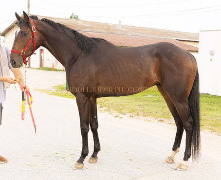 SOLD! - Languille River - 16.1+ hand 3yo fancy boy