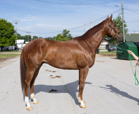 CHEATER - gorgeous 16.1h 3yo boy with chrome