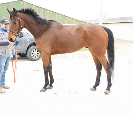 I'M YOUR CAPTAIN- Tall dark handsome gelding
