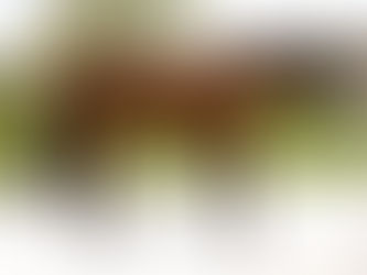 SOLD! OFFICER SALVATORE - 16H fully restarted lovely hunter jumper eventing gelding