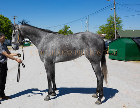 Pending - AMERICAN RUSHFIRE - stunning grey baby boy 16.2+ hands (American Pharoah grandson)