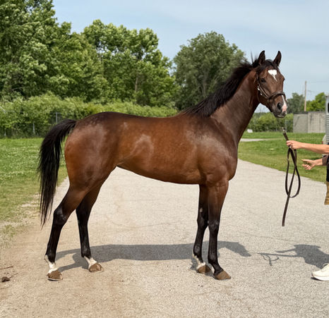 LOWER PRICE- SHOVE OFF - Sweet and very pretty filly