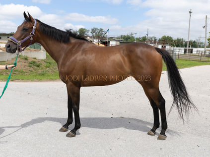 Price Drop- CAROL'S A CASE - 15.2 hand fully restarted mare