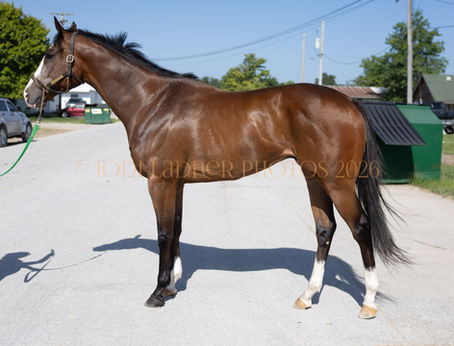ADOPTED! SUPREMEST - LOVELY 3YO BOY WITH CHROME