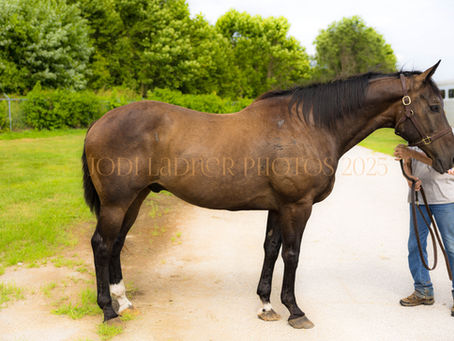 ADOPTED! BART - 16H grade appendix pony horse, trail horse