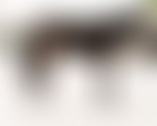 SOLD - HARD LIKE HOLLY - Lovely big mare