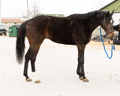 SOLD - HARD LIKE HOLLY - Lovely big mare