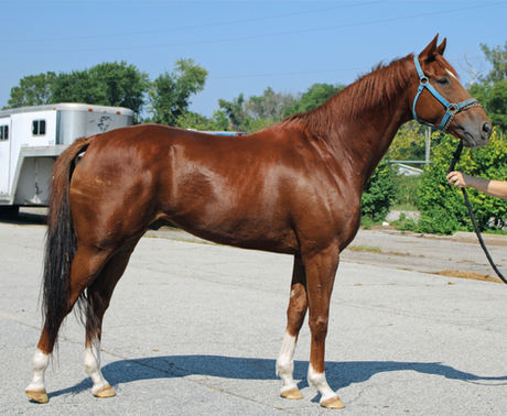 SOLD - TEARS ON A RIVER- Big, Flashy Gelding with Chrome