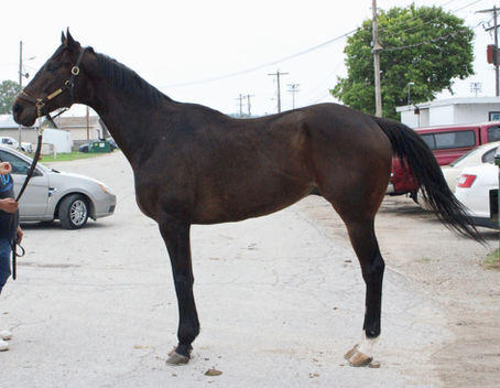 SOLD - EVIDENCE - 17.2 HAND GELDING