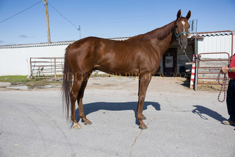 ADOPTED - MUNNYCANTBUYMELOVE - gentle giant kidsafe warhorse
