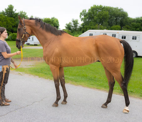 ADOPTED! CHARLI MICHAEL - lovely copper bay gelding
