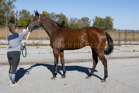 PRICE DROPPED- STOLICH - gorgeous big boy 17h