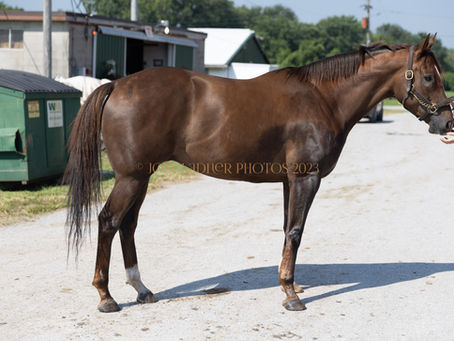 SOLD - DUCK DEVIL - Adorable chunky gelding
