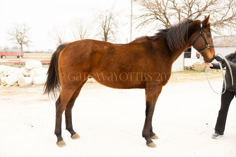 TWO COOKIE RULE - lovely stocky boy