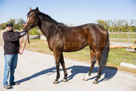 ADOPTED! PLAYGROUND JUSTICE - almost 16.2 hand and growing unraced 3yo by Flatter
