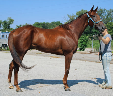 SOLD - DARREN'S LEGACY- 17 hand gelding