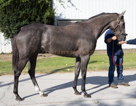 SOLD- FAST KYLIE - adorable grey filly
