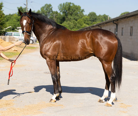 SOLD!- WILDWOOD'S DREAM - dreamboat gelding