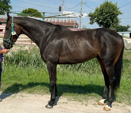 SOLD -LASTFORTINOFAMILY- Tall, Dark and Handsome