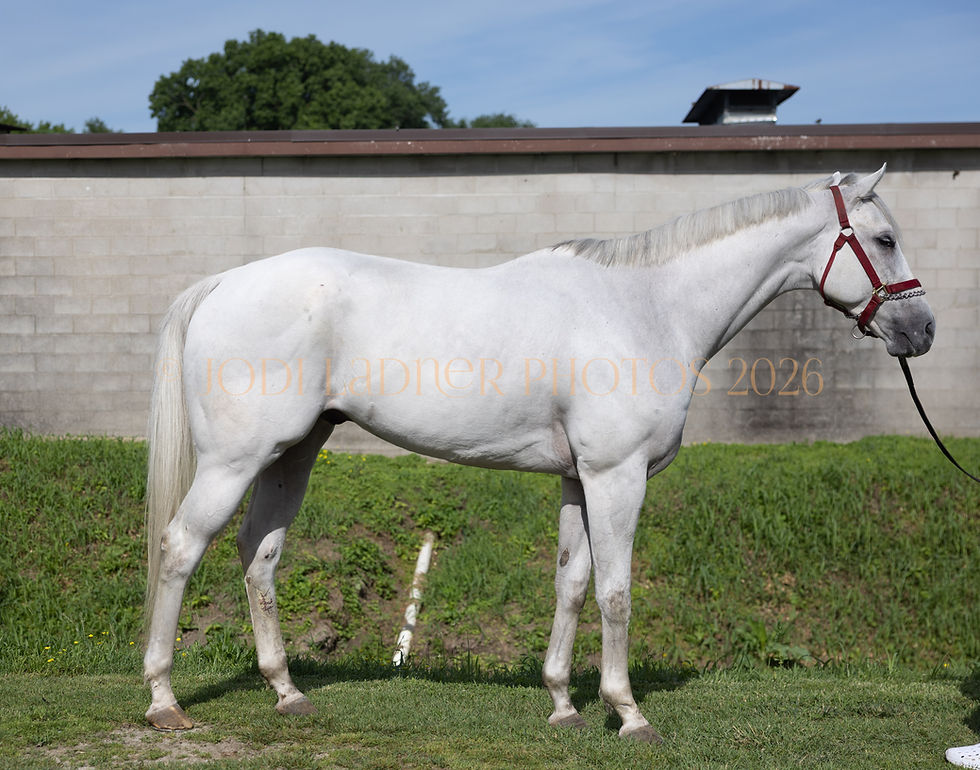 MARSH CREEK - Big, handsome gray gelding by Arrogate