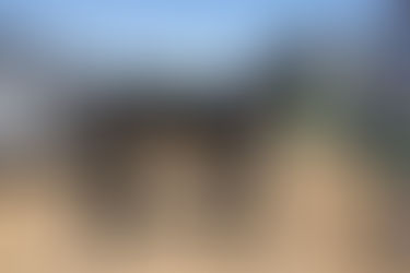 ADOPTED - SPEIGHTIEMAN - fancy 16.3 hand stud (can be gelded at track)