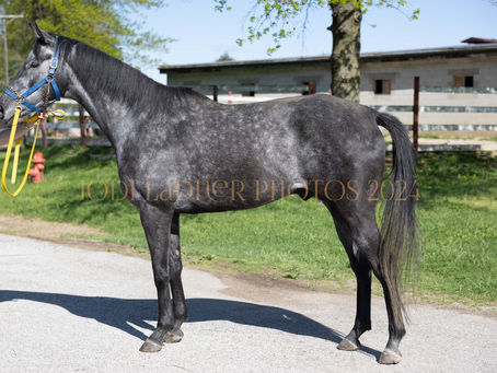 SOLD - FADE FROM BLACK - Dark Grey Stunner of a boy (Macho Uno)