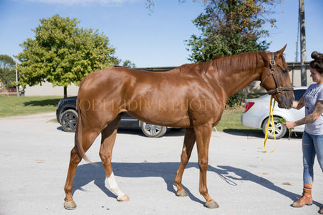 ADOPTED! Y U Unbridled - lightly raced 16.1 hand hunk