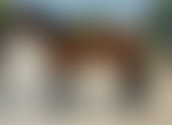 SOLD! - SAVED BY CLAYTON- Small but mighty!!