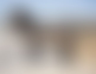 KYANITE - 17h 3yo baby giant looker! Well bred 