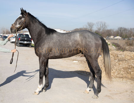 ADOPTED- KYANITE - 17h 3yo baby giant looker! Well bred