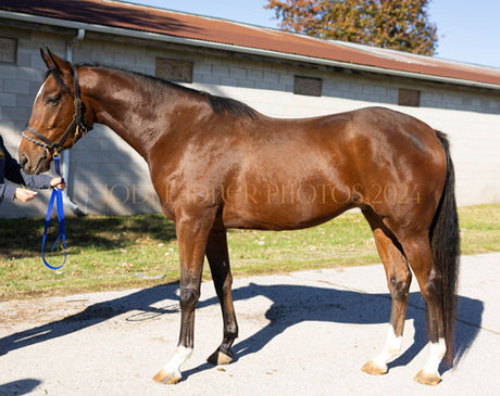 ADOPTED - WE ALL HAVE PROBLEMS - 15.3 HAND BOY, Unraced