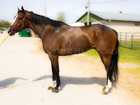 ADOPTED! HELA - gorgeous 16.3 hand chromey beauty