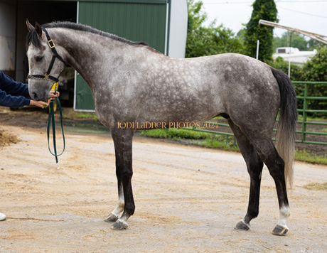SOLD! - SKIP AWAY CARTER- Gorgeous grey gelding