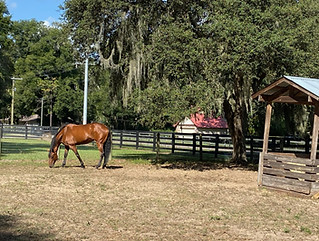 Gateway OTTBs lists off-track thoroughbreds (CANTER Ilinois)