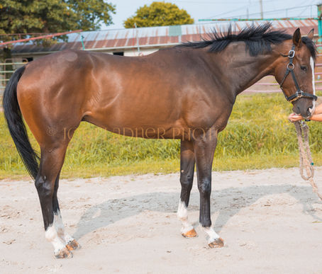 SOLD! SOLO TOURIST - this guy will WOW you!!