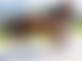 SOLD!- RAIN ATTACK - extremely fancy floating chestnut girl