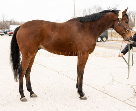 SOLD - MARCHING ORDERS- Lovely Big Gelding