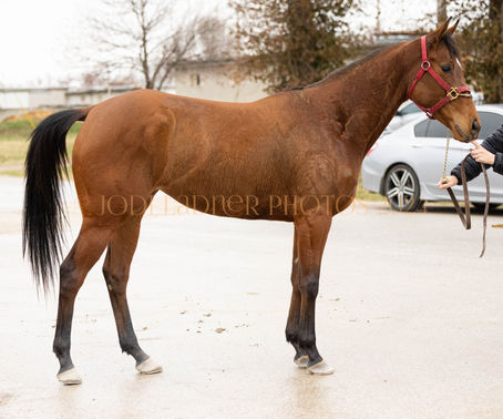SOLD- CASHMERE JUSTICE - darling and athletic filly