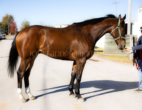 ADOPTED! C C Rithms - gorgeous 3yo flashy bay gelding 16.1h and growing