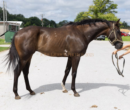 SOLD - MARTINI SHOT - 16.1 hand gorgeous 3yo paint TB
