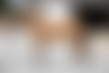 SOLD - ROSIE - sweet 14.2+ bucksin pony mare