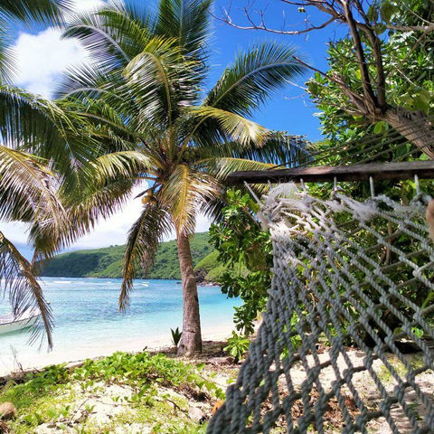 hammock, palm tree and ocean