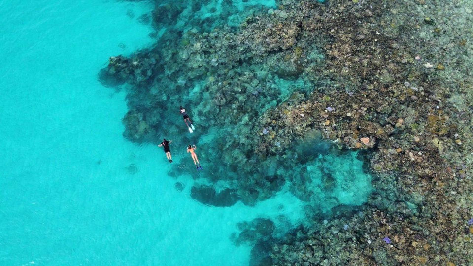 Coral reefs and swimmers