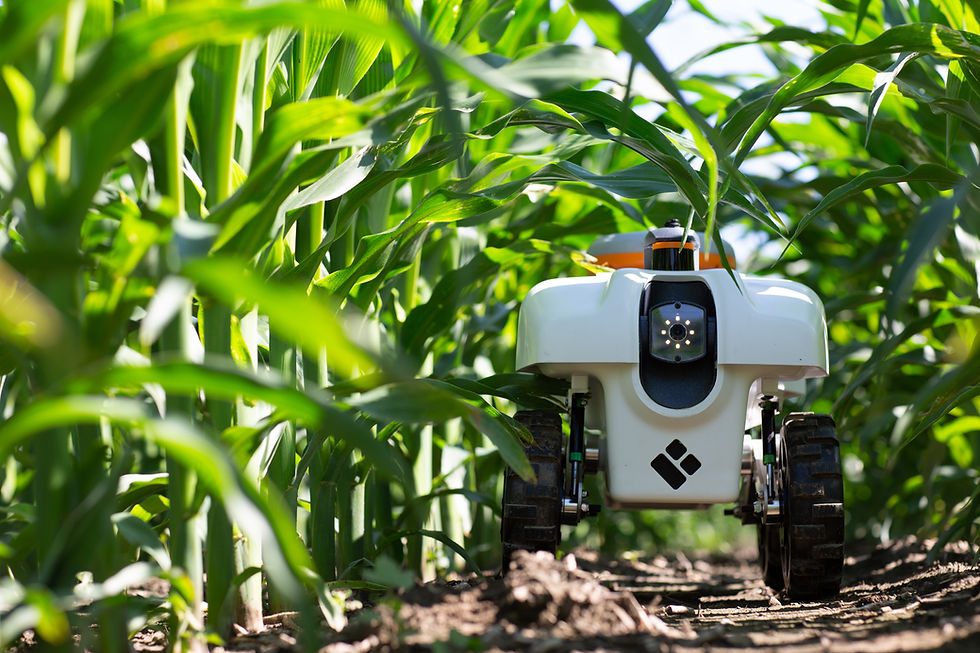 White, rounded TerraSentia robot drives down between two rows of short corn plants..