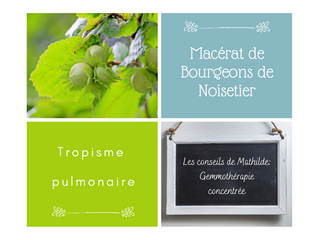 Les conseils de Mathilde: le macérât de bourgeons de Noisetier