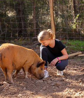 Pieberlier - cochons (8).jpg